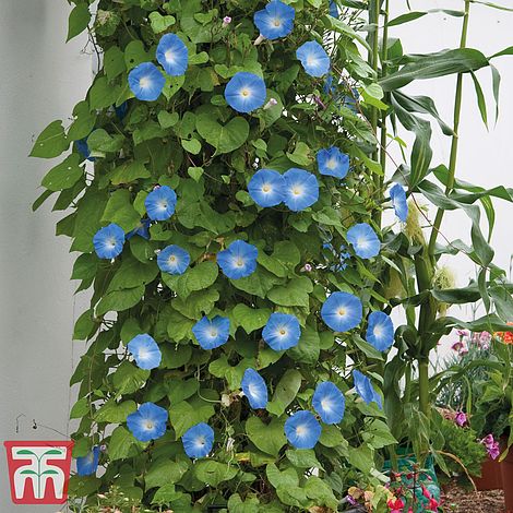 Morning Glory Heavenly Blue (Ipomoea) - The Pavilion