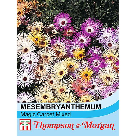 Mesembryanthemum Magic Carpet Mixed - The Pavilion