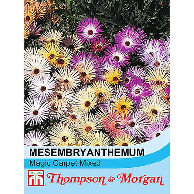 Mesembryanthemum Magic Carpet Mixed - The Pavilion
