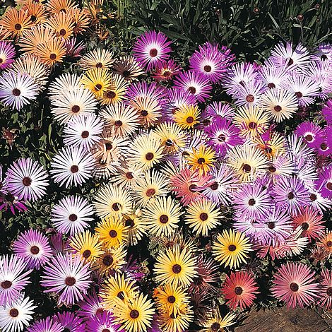 Mesembryanthemum Magic Carpet Mixed - The Pavilion