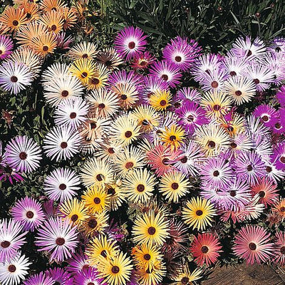 Mesembryanthemum Magic Carpet Mixed - The Pavilion