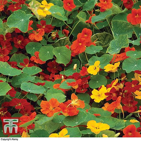 Nasturtium Whirlybird Mixed - The Pavilion