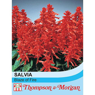 Salvia Blaze of Fire - The Pavilion