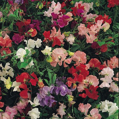 Sweet Pea Snoopea - The Pavilion