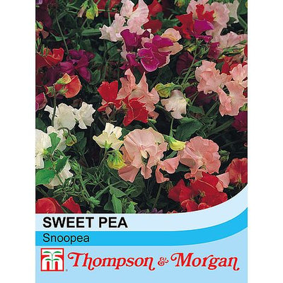 Sweet Pea Snoopea - The Pavilion