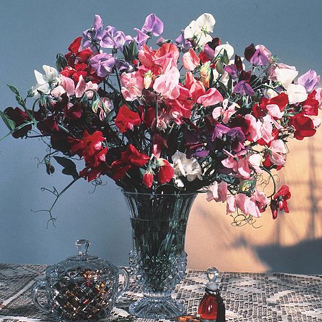 Sweet Pea Antique Fantasy Mixed - The Pavilion