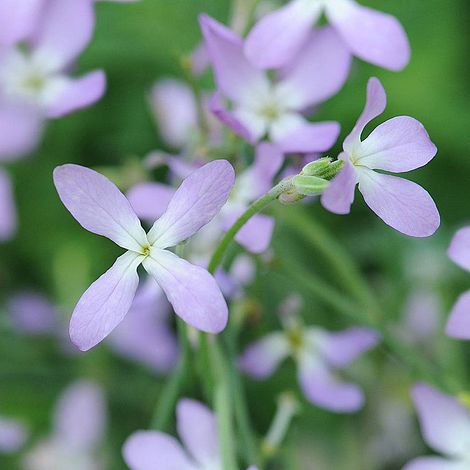 Stocks Night Scented - The Pavilion