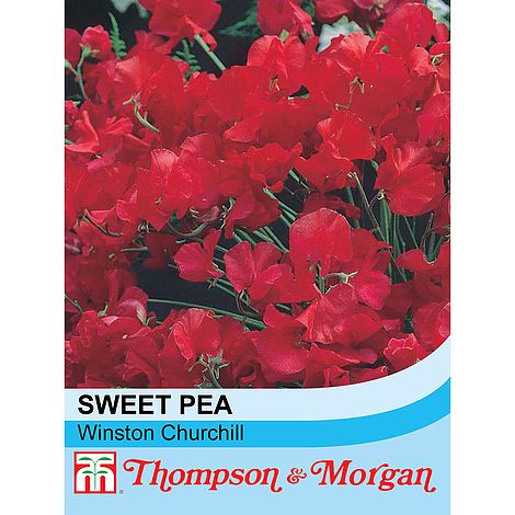 Sweet Pea Winston Churchill - The Pavilion