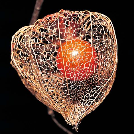 Chinese Lanterns (Physalis gigantea) - The Pavilion