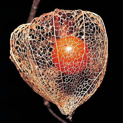 Chinese Lanterns (Physalis gigantea) - The Pavilion