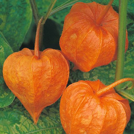 Chinese Lanterns (Physalis gigantea) - The Pavilion