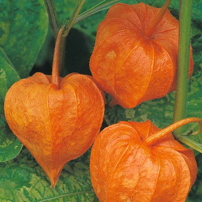 Chinese Lanterns (Physalis gigantea) - The Pavilion