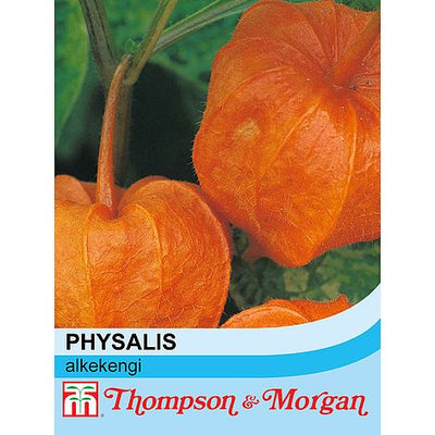 Chinese Lanterns (Physalis gigantea) - The Pavilion