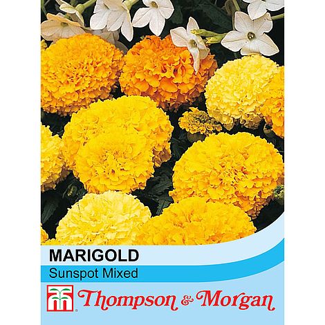 Marigold Sunspot Mixed - The Pavilion