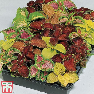 Coleus T&M Prize Strain Improved - The Pavilion