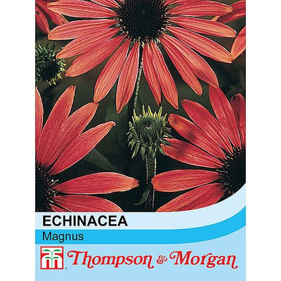 Echinacea purpurea magnus - The Pavilion
