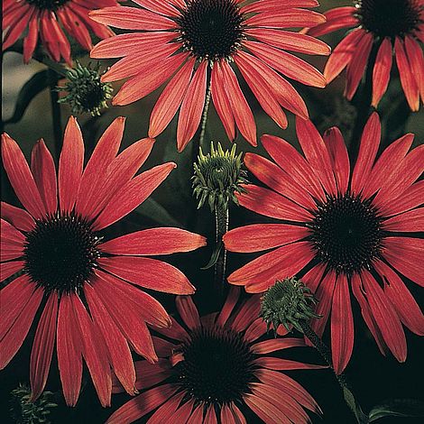 Echinacea purpurea magnus - The Pavilion