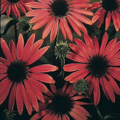 Echinacea purpurea magnus - The Pavilion