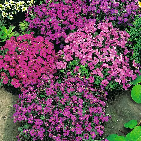 Aubrieta T&M Hybrids Mixed - The Pavilion