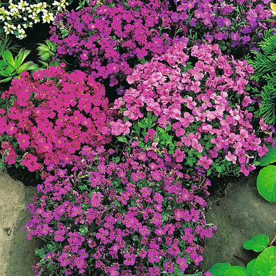 Aubrieta T&M Hybrids Mixed - The Pavilion