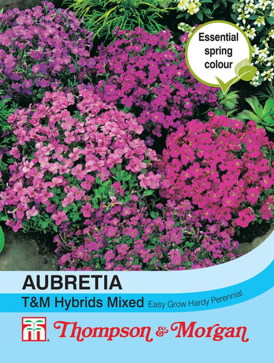 Aubrieta T&M Hybrids Mixed - The Pavilion