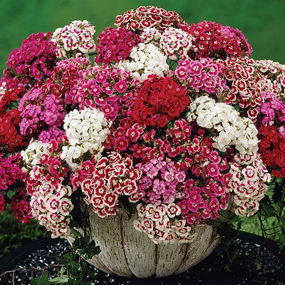 Sweet William Excelsior Mixed - The Pavilion