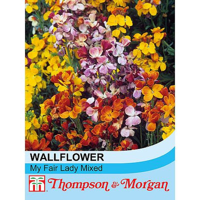 Wallflower My Fair Lady Mixed - The Pavilion