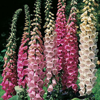 Foxglove Excelsior Hybrids Mixed - The Pavilion