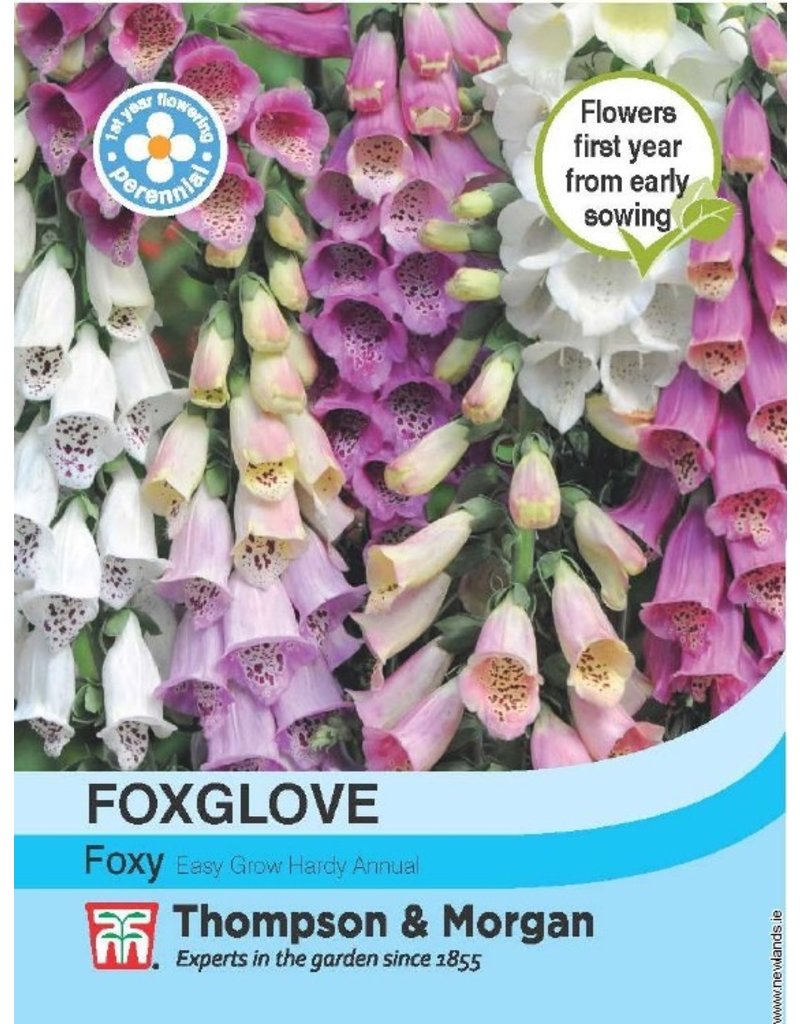 Foxglove Foxy - The Pavilion