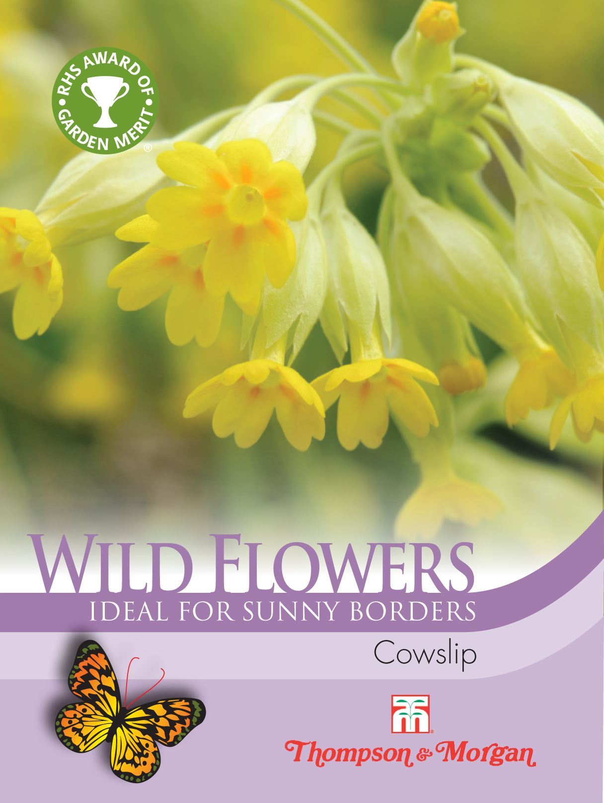 Wild Flower Cowslips (Primula veris) - The Pavilion