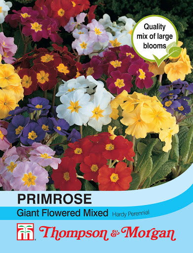 Primrose T&M Special Giant Flowered Mixed - The Pavilion