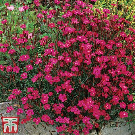 Dianthus Maiden Pink Brilliancy - The Pavilion