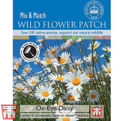 Wild Flower Ox- Eye Daisy - The Pavilion