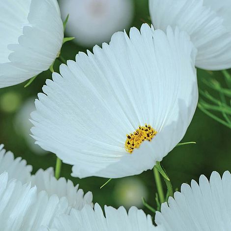 Cosmos Cupcakes - White - The Pavilion