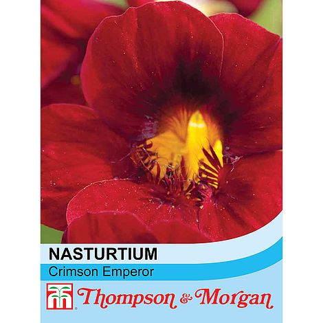 Nasturtium Crimson Emperor - The Pavilion