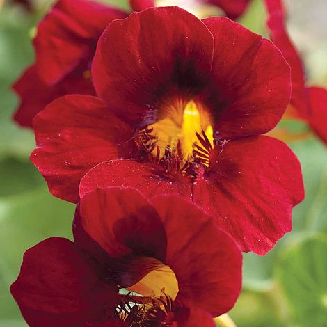 Nasturtium Crimson Emperor - The Pavilion