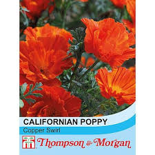 Californian Poppy Copper Swirl - The Pavilion
