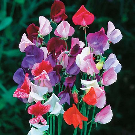 Sweet Pea Heirloom Mix - The Pavilion