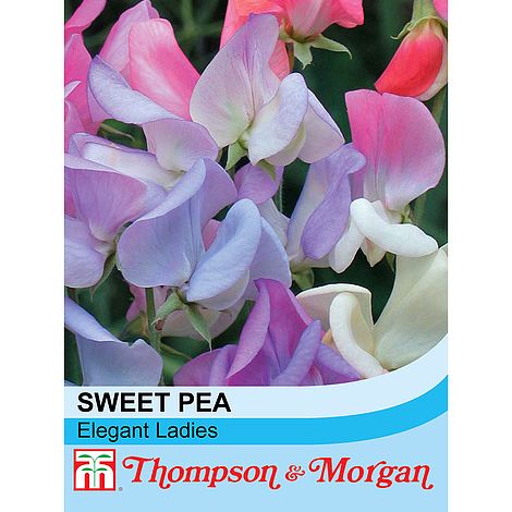Sweet Pea Elegant Ladies - The Pavilion