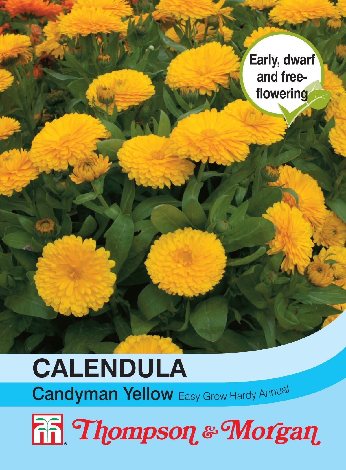 Calendula Candyman Yellow - The Pavilion