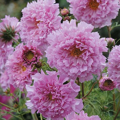 Cosmos Double Click Rose Bonbon - The Pavilion