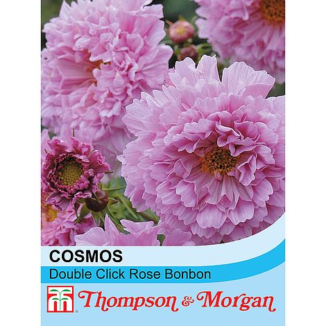 Cosmos Double Click Rose Bonbon - The Pavilion