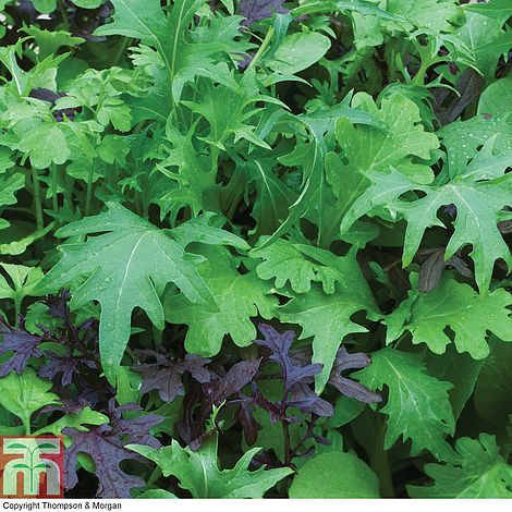 Salad Leaves - Speedy Mix - The Pavilion
