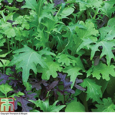 Salad Leaves - Speedy Mix - The Pavilion