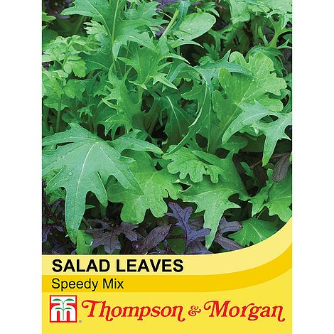 Salad Leaves - Speedy Mix - The Pavilion