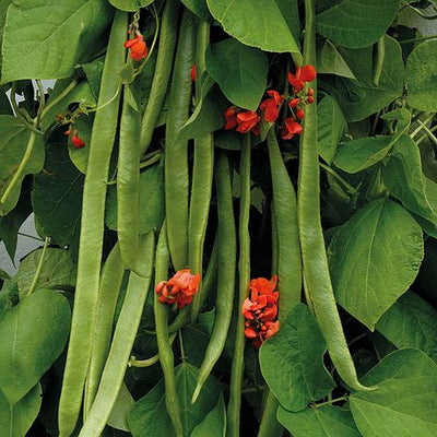 Runner Bean Benchmaster - The Pavilion