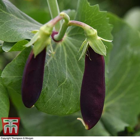 Mangetout Shiraz - The Pavilion