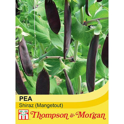 Mangetout Shiraz - The Pavilion