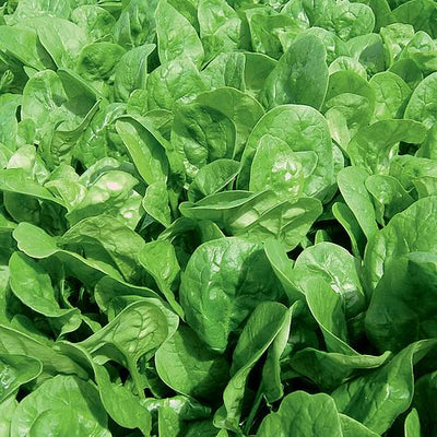 Spinach Apollo - The Pavilion