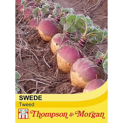 Swede Tweed - The Pavilion